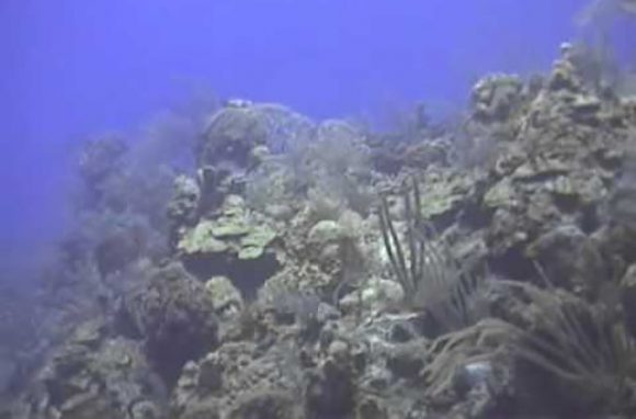 Značajan pad populacije stanovnika morskog dna nakon rudarenja