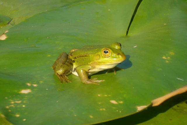 Neobični načini otkrivanja trudnoće u prošlosti