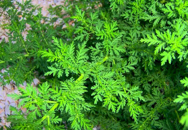 Pretežno sunčano, popodne moguća kratkotrajna kiša u kontinentalnom dijelu