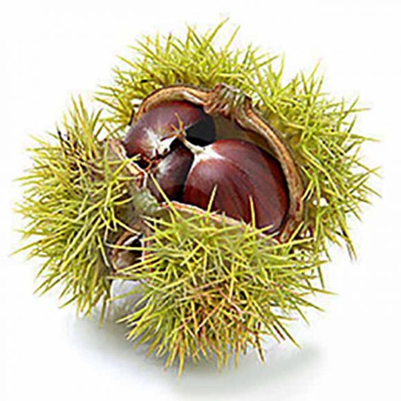 Vadite kestenje iz vatre, ali baš!