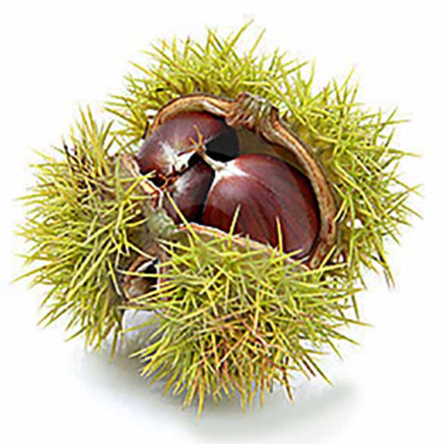 Vadite kestenje iz vatre, ali baš!