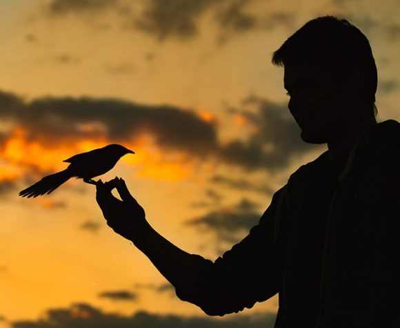 Ljudi su odgovorni za nestanak 1.400 vrsta ptica u novijoj istoriji