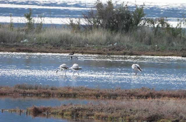 flamingosi tivat
