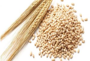 Stari Kinezi čuvali žito u trapovima