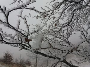 Veoma hladno jutro na sjeveru Crne Gore