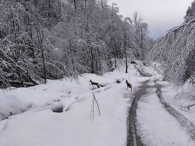 Skrbuša: Srne preskaču cijevi mHE