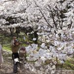 Otkazan Festival trešnjinog cvijeta