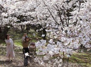 Otkazan Festival trešnjinog cvijeta