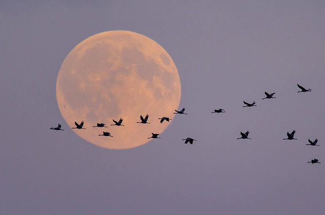 Stotine hiljada razne živine već uništeno u Njemačkoj zbog ptičjeg gripa
