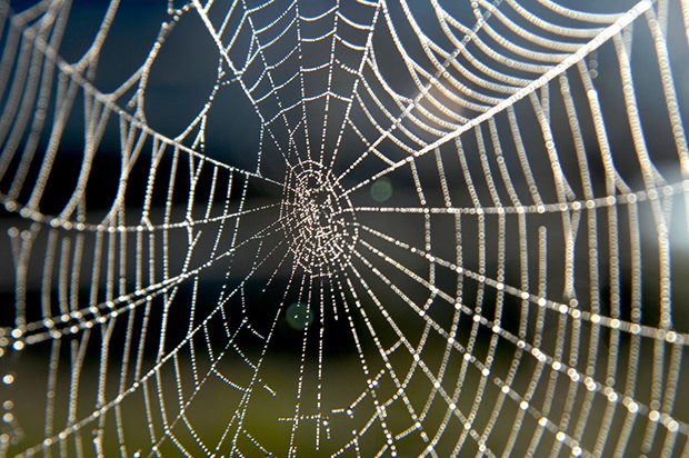 Kako pauci reaguju na klimatske promjene