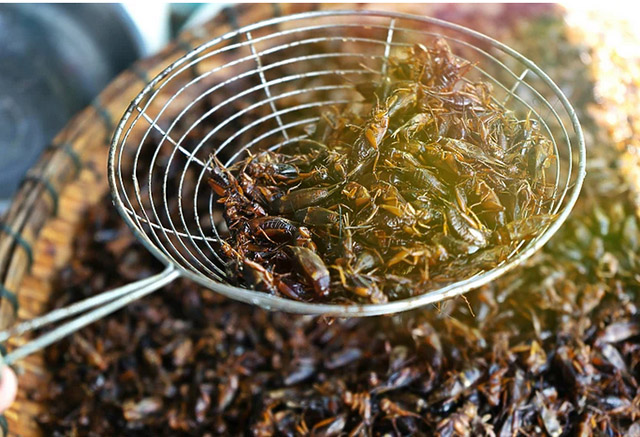 Singapur odobrio jedenje 16 vrsta insekata