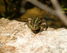 Skadarska žaba – endemska vrsta na pragu izumiranja