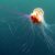 Sjeverni Jadran preplavljen meduzama