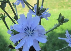 Dobrobiti od cikorije