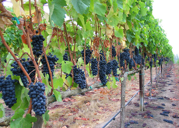 Zbog klimatskih promjena nestaće 90 % tradicionalnih vinskih regiona