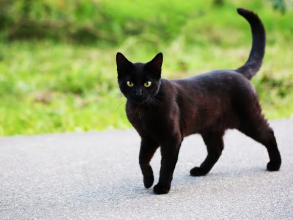 crne mačke i noć vještica