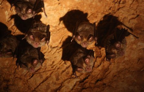 Slijepi miševi stradali zbog otvaranja Đalovića pećine