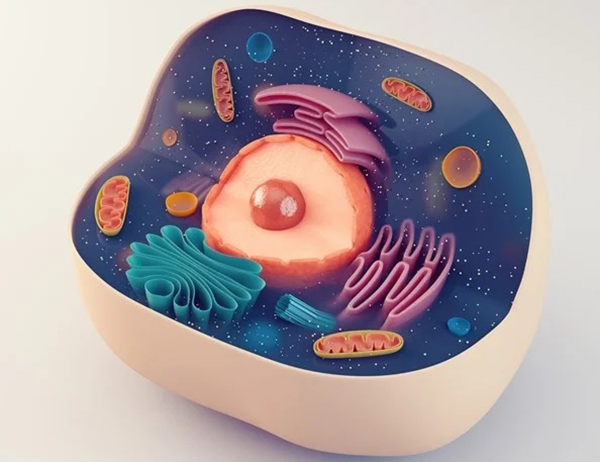 ćelija-ilustracija Nanočestice kao 'rezervne baterije' podmlađuju stare i oštećene ćelije