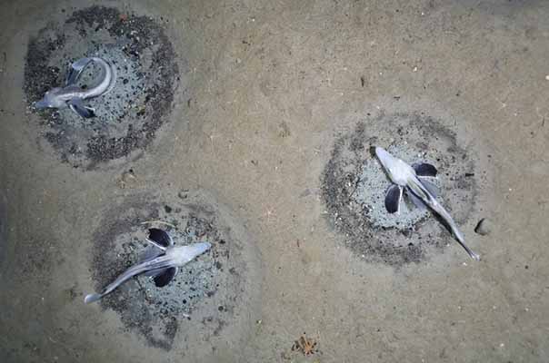 Fischnester im Weddellmeer