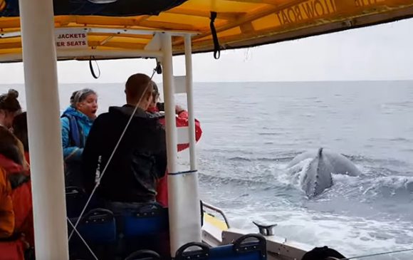 Uspješan islandski eksperiment sa kraćom radnom nedjeljom