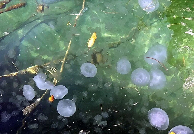 nova meduza