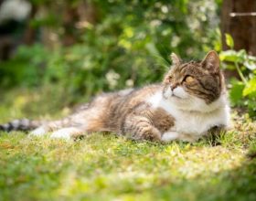 Mačke u Poljskoj proglašene za „invazivnu tuđinsku vrstu“