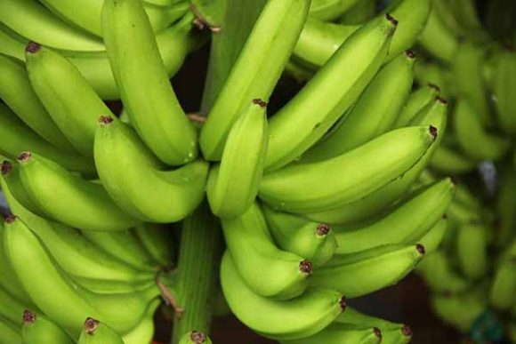 Čime nas sve banana hrani