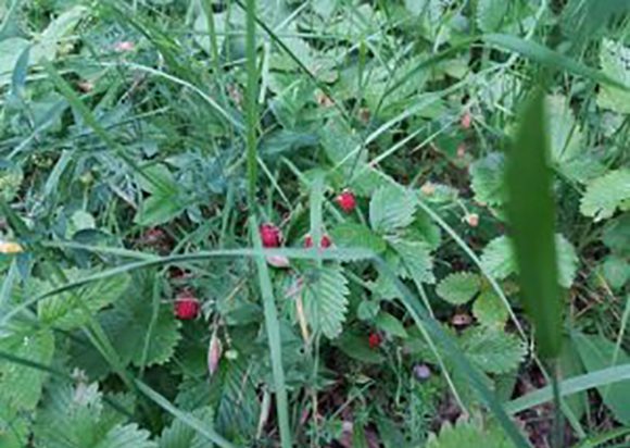 O ukusu jagode odlučuje mozak