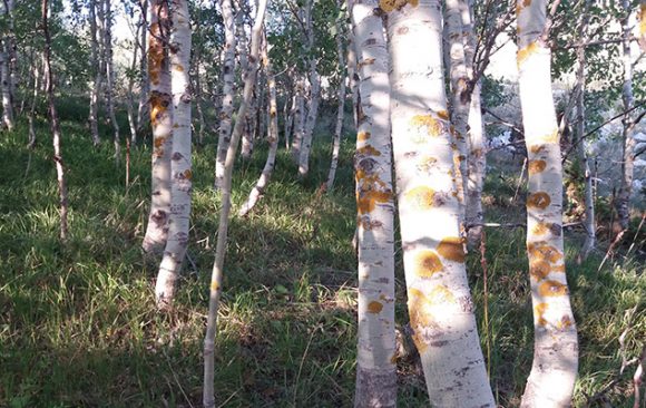 Sunčano i toplo, najviša dnevna temperatura od 24 do 36 stepeni