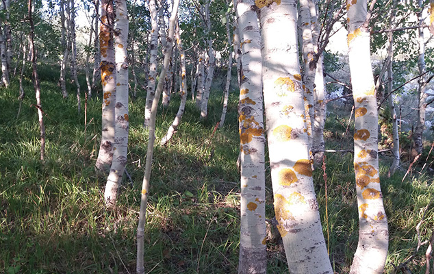 Sunčano i toplo, najviša dnevna temperatura od 24 do 36 stepeni