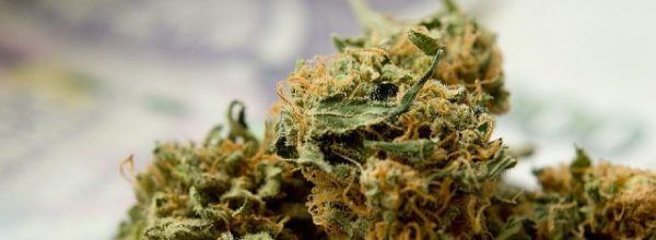 Makedonska policija zaplijenila više od 40 tona droge u firmama za proizvodnju medicinskog kanabisa