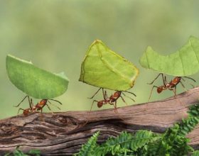 Naučnici izračunali koliko je mrava na Zemlji