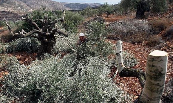 Izraelski doseljenici napali palestinske poljoprivrednike i međunarodne aktiviste