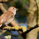 Društvo za zaštitu ptica otkupilo Slavujev lug