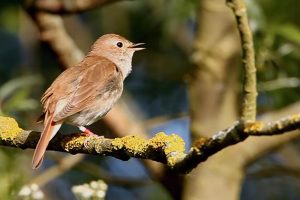 Društvo za zaštitu ptica otkupilo Slavujev lug