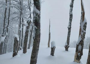 Već u jutarnjim satima u crnogorskim planinama na sjeveru padaće snijeg