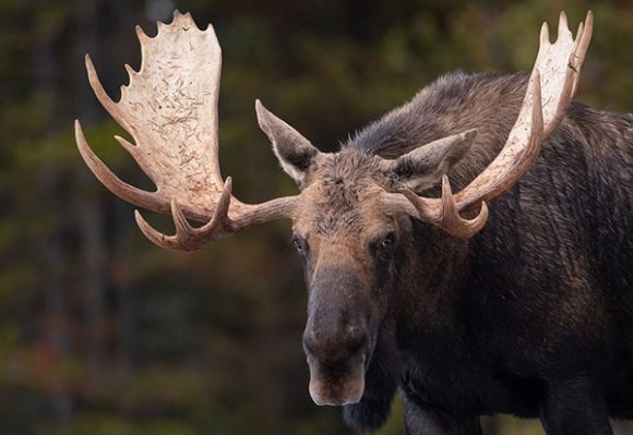 Završen prenos selidbe losova