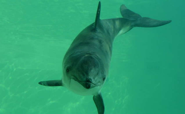 Koga je ugrozila diverzija na gasovodima ‘Sjeverni tok’?