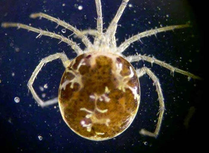 Atractides milosevici