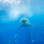 Pronađeni ostaci praistorijske ajkule