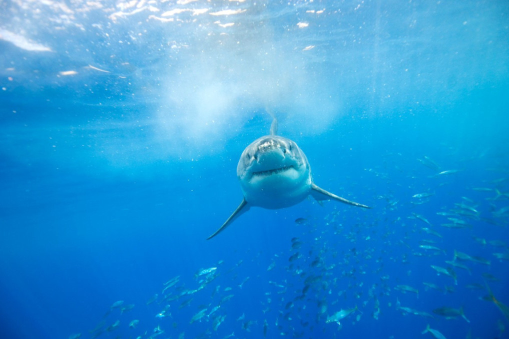 Pronađeni ostaci praistorijske ajkule