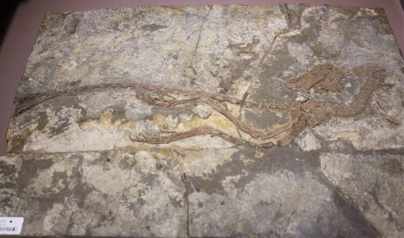 Jeholornis