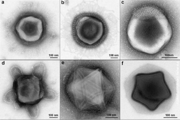 Čaša koja štiti od virusa