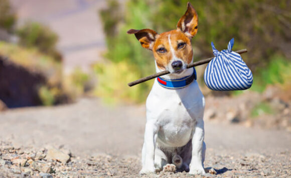 Psi prate ljude u migracijama širom Evroazije već 10.000 godina