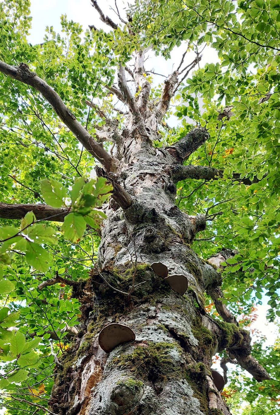 Preteržno sunčano i toplo