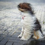 Sjeverni i sjeveroistočni vjetar na udare veoma jak