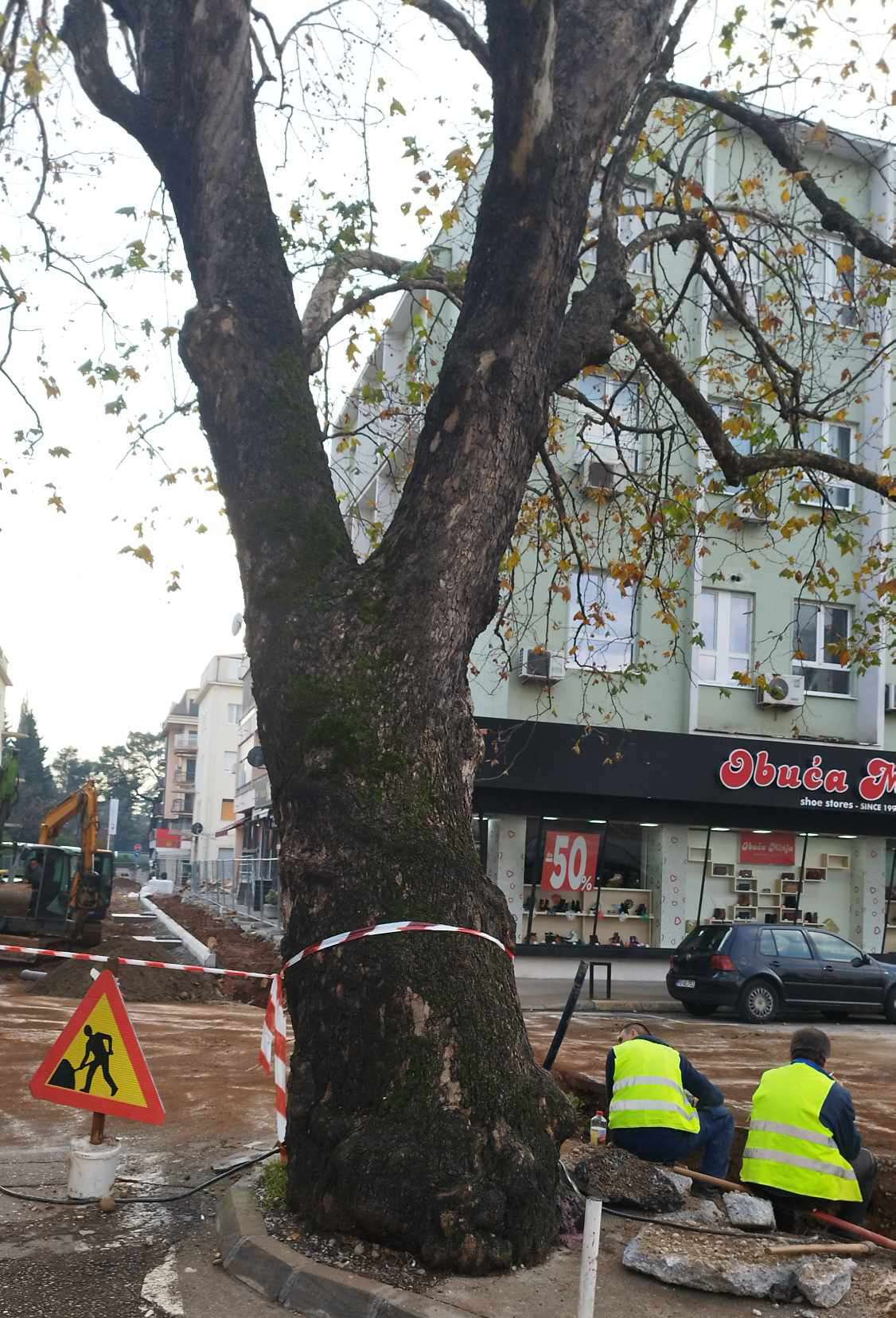 Platan koji čeka presudu