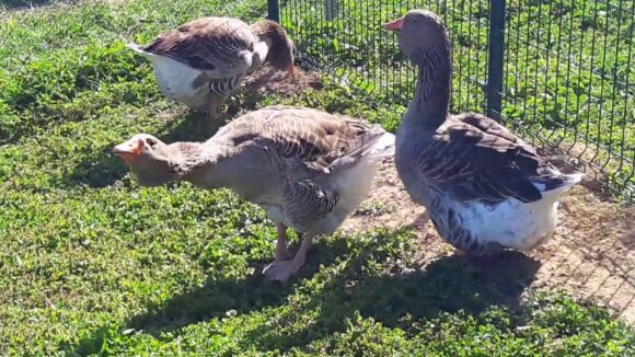 Guske čuvari u brazilskom zatvoru