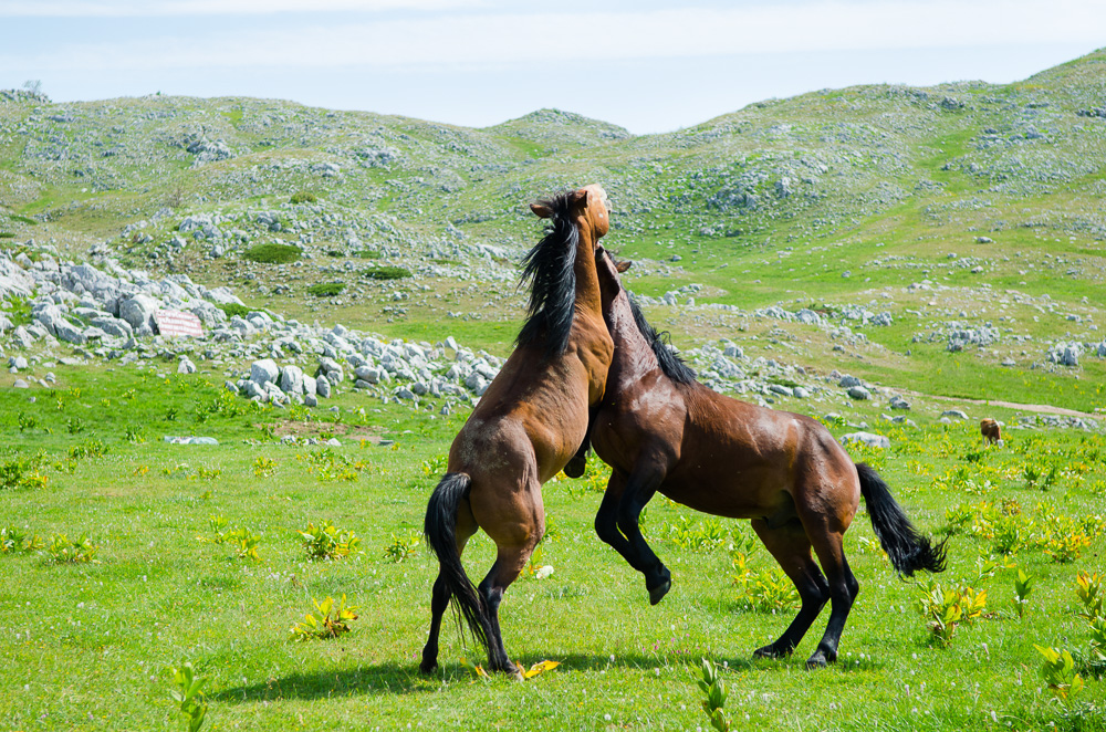 Igra konja na Sinjavini