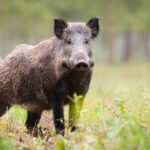 Robot jurio divlje svinje